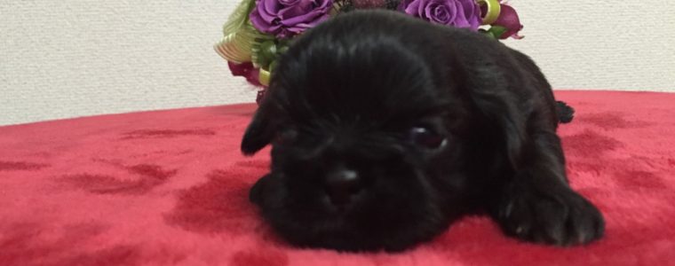 ★シーズー　ブラック　男の子