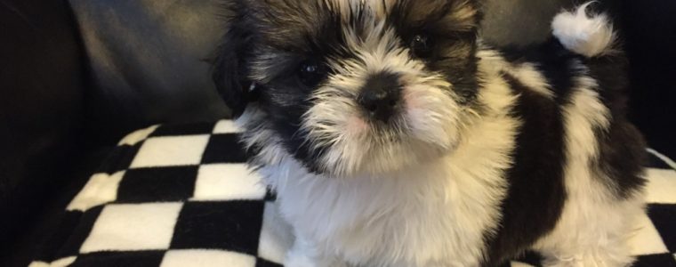 ★シーズー　ホワイト＆ゴールド