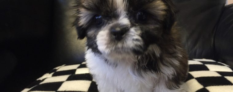 ★シーズー　H&Gカラー　女の子