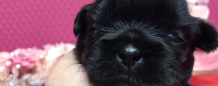 ♥ブラックシーズー・みあちゃん♥