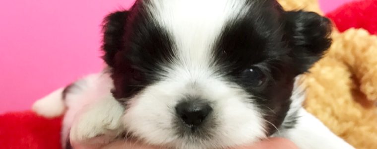 ♥白黒シーズー・あむちゃん♥