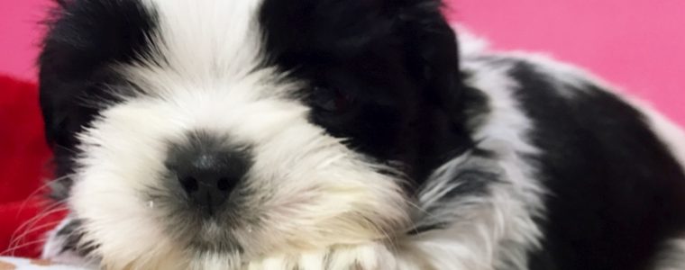 ♥白黒シーズー・男の子・つばさ君♥