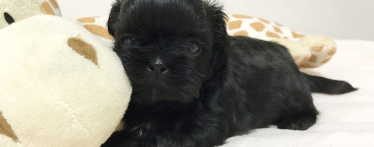 ♥ブラックシーズー・ぴゅあちゃん♥