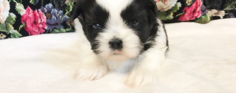 ♥白黒シーズー・男の子・モネ君♥