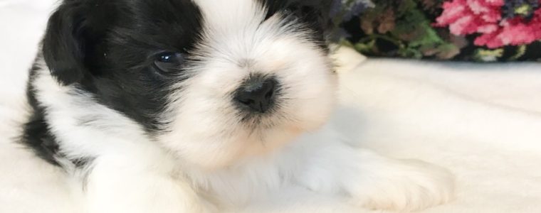 ♥白黒シーズー・男の子・ガルダくん♥