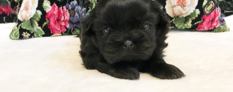 ♥ブラックシーズー・男の子・ピオくん♥