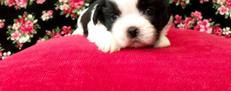 ♥白黒シーズー・女の子・ハイジちゃん♥