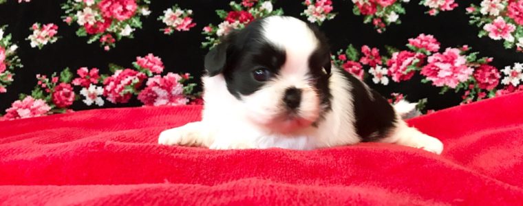 ♥白黒シーズー・女の子・ポージーちゃん♥