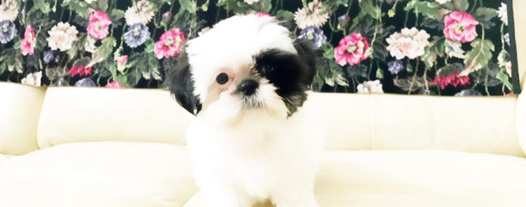 ♥白黒シーズー・女の子・マイアちゃん♥