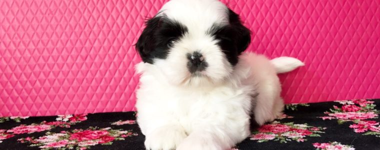 ♥白黒シーズー・男の子・リタくん♥