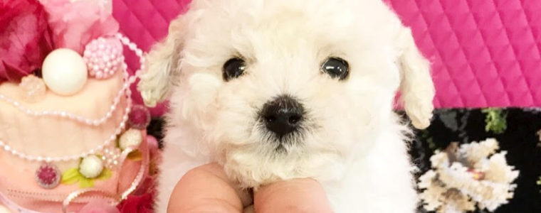 ❤T・プードル・ろこ君❤