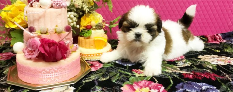 ♥ホワイト＆ゴールドシーズー・女の子・ぷりんちゃん♥