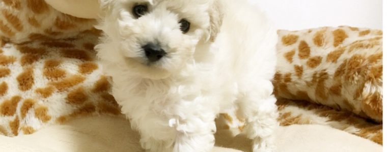 ❤T・プードル・もこ君❤