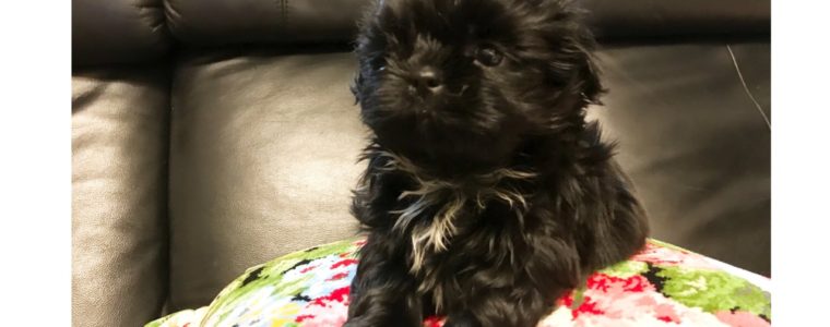 ♥ブラック・シーズー・男の子・福太郎くん♥