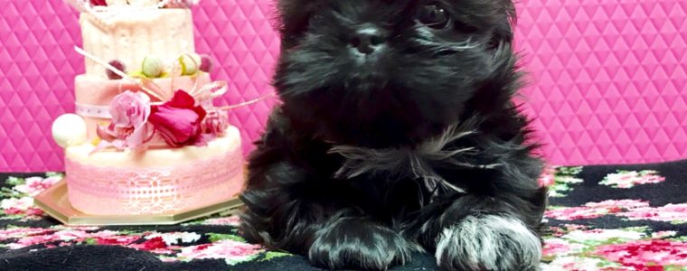 ♥ブラック・シーズー・女の子・福梅ちゃん♥