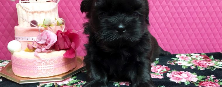 ♥ブラック・シーズー・女の子・ふぃふぃちゃん♥