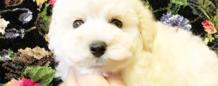 ❤T・プードル・デール君❤