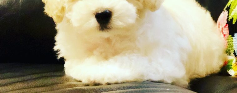 ❤T・プードル・チップ君❤