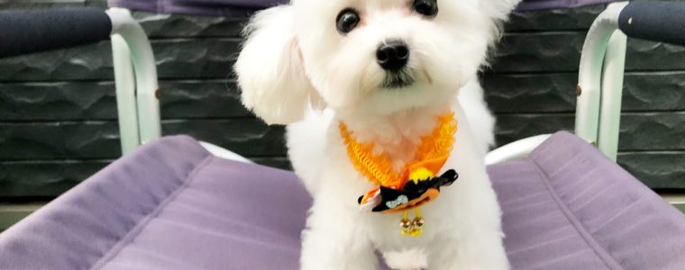 ❤T・プードル・ヴィヴィちゃん❤