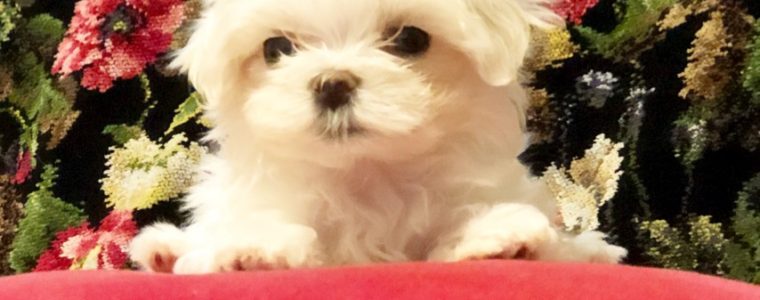 ❤️マルチーズ・あくびちゃん❤️