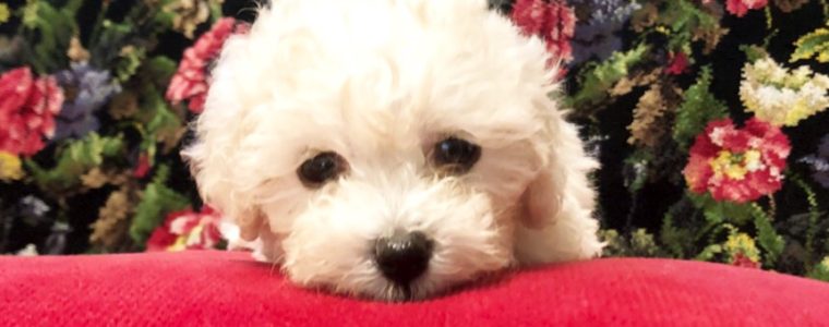 ❤T・プードル・エイミーちゃん❤