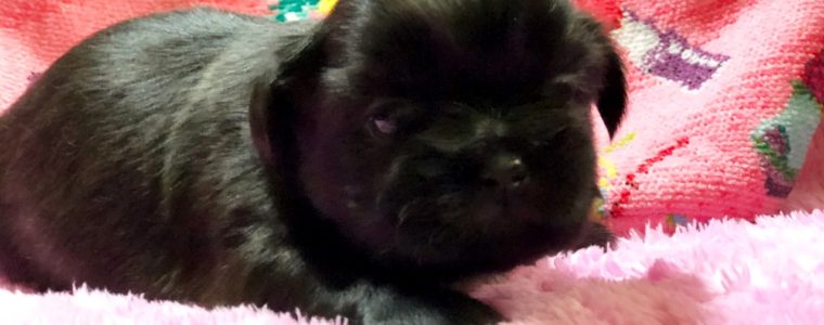 ♥ブラック・シーズー・女の子・こしあんちゃん♥