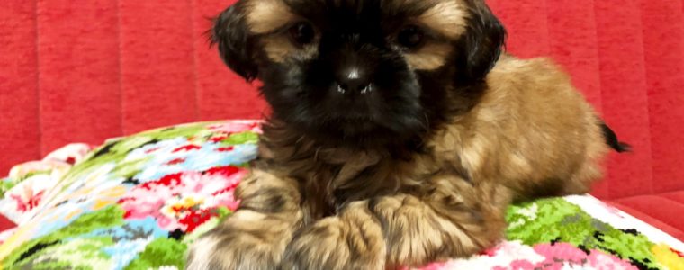 ♥シーズー・女の子・みたらしちゃん♥