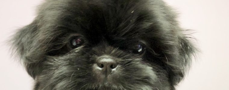 ♥ブラック・シーズー・男の子・もも太郎君♥