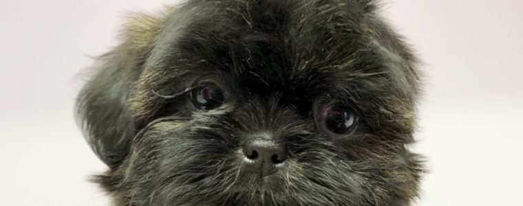 ♥シーズー・女の子・つぶあんちゃん♥