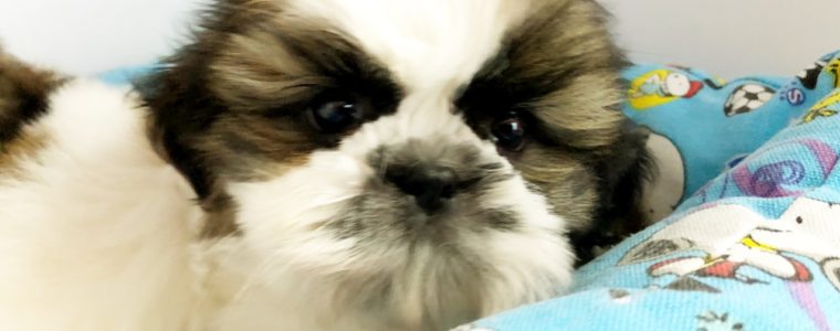 ♥シーズー・男の子・いくら君♥