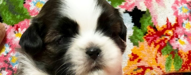 ♥シーズー・女の子・あさりちゃん♥