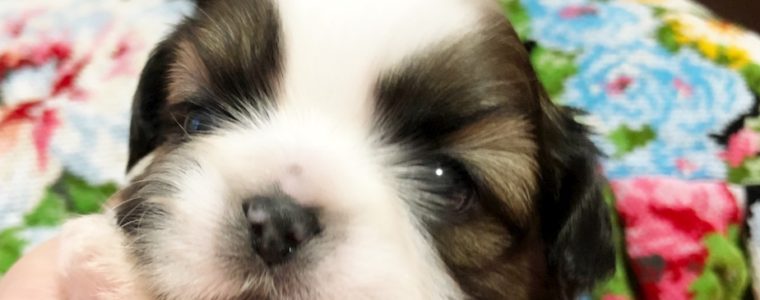 ♥シーズー・女の子・たらこちゃん♥