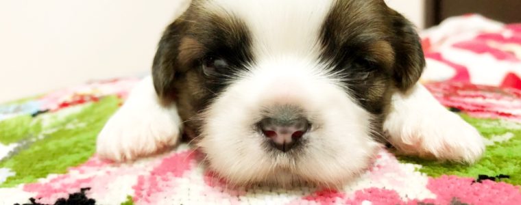 ♥シーズー・男の子・もずく君♥