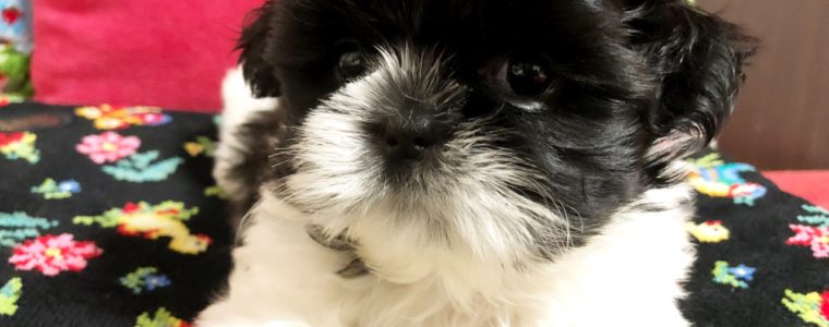 ♥シーズー・女の子・シンディーちゃん♥