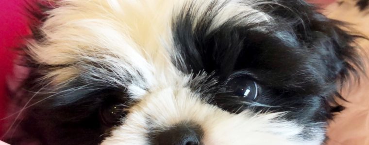 ♥シーズー・女の子・フラワーちゃん♥