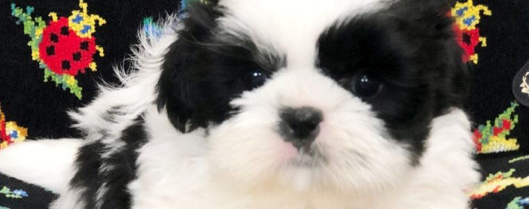 ♥シーズー・女の子・メロディーちゃん♥