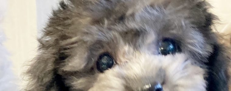 ♥タイニープードル・女の子・シルバーちゃん♥