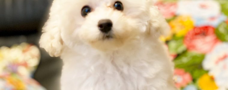 ♥タイニープードル・男の子・ホワイトくん♥