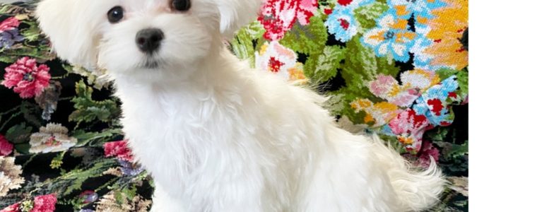 ♥マルチーズ・男の子・ぐらん君♥