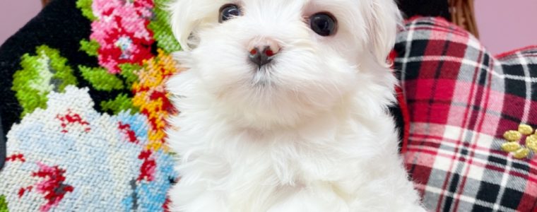 ♥マルチーズ・女の子・まんてんちゃん♥