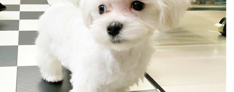 ♥マルチーズ・男の子・ろびん君♥