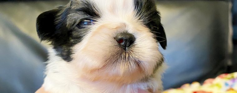 ♥シーズー・男の子・しらたま君♥