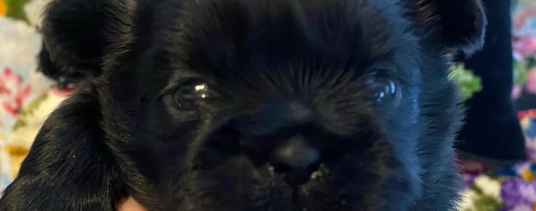 ♥シーズー・女の子・くろみつちゃん♥