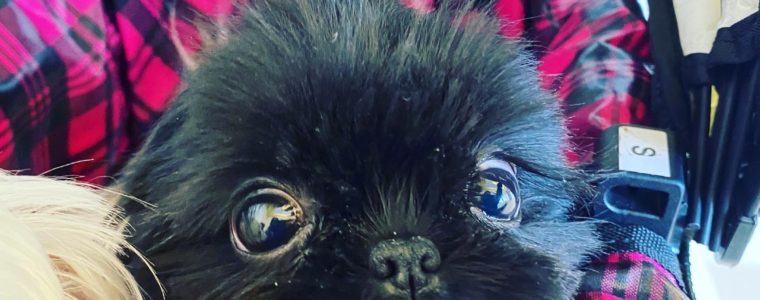 ♥シーズー・女の子・あんみつちゃん♥