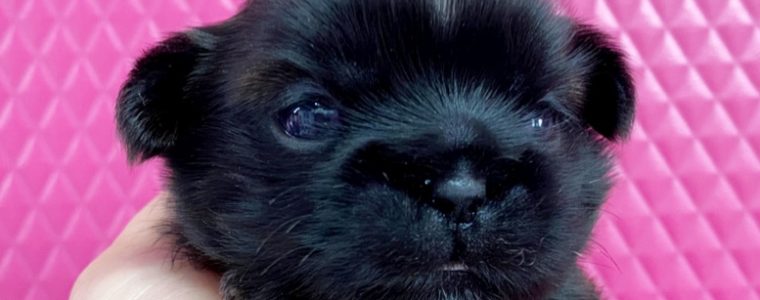 ❤シーズー・女の子・まひなちゃん❤️