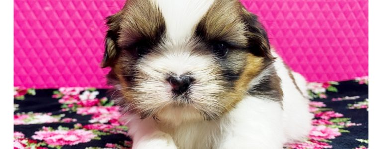 ❤️シーズー・女の子・うーろんちゃん❤️