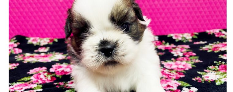 ❤️シーズー・男の子・せーろん君❤️