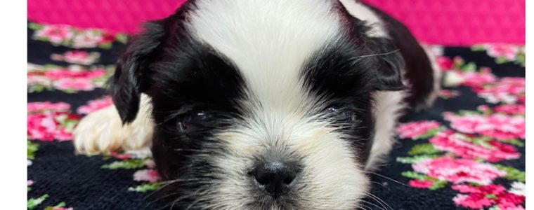 ❤️シーズー・男の子・たいが君❤️