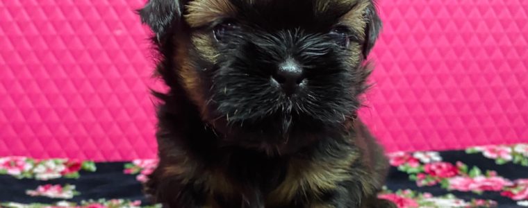 ❤️シーズー・女の子・えぴちゃん❤️