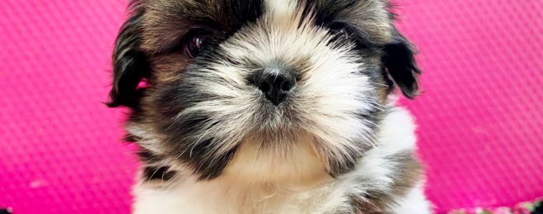 ❤️シーズー・男の子・くーろん君❤️